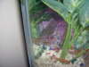my pacu fish