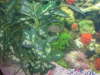 a better pic of my pacu fish