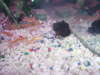my oscar again fish