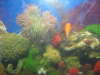 my chilid acting pretty stupid fish