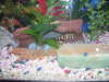 my tigerfish