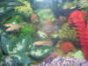 a better pic of my pacu fish
