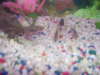 my bala sharks n red tailed shark fish