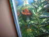 my new red oscar fish
