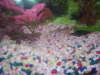 bala sharks n red tailed fish