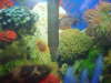my pacu fish