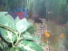 u can c most of the tank fish