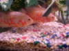 my new albino oscars fish