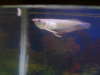 my arrowwana fish