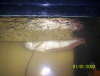 My arowana fish