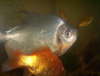 My Piranha again fish