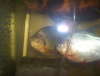 My Piranhas fish