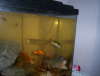 Some of da tank AGAIN fish