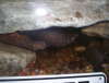 African Knife fish under cave.