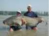 HUGE CATFISH