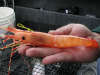 Spotted Shrimp (Prince William Sound, Alaska) fish