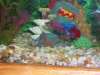 Beta fish