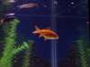 Bubbles fish