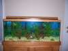 community fish