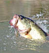 bass fish
