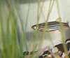 Zebra Danio fish