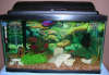 My Fish Tank
