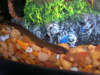 My Loach fish