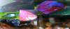 All My Fish