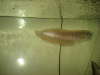 My arowana fish