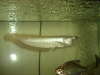 My arowana and tin foil barb fish