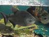 The Aquarium store fish