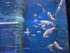 The Aquarium store fish