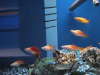 The Aquarium store fish