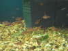 The Aquarium store fish