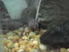 My eel and pleco fish