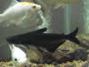 Pangasius Catfish and more