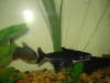 My Pangasius Catfishes and Pacu