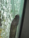 Snowflake Moray Eel FRESHWATER close up! fish