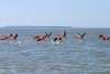 Florida Flamingos  off the coast fish