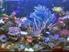 Reef Tank From HK fish