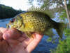 rock bass fish