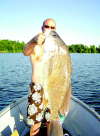 Sheepshead fish