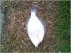 Small Flounder fish