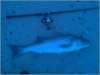 Striper fish