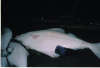 150lb Halibut fish