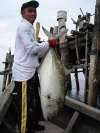 GT in Medan - Indonesia fish