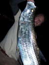Jeff's first boated tarpon fish