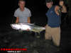 Massive Tarpon fish