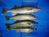 Sled of 'eyes fish