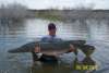 145 pound alligator gar fish